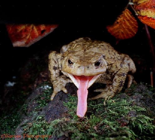 Lingual Feeding: Frogs and toads Not as spectacular as
