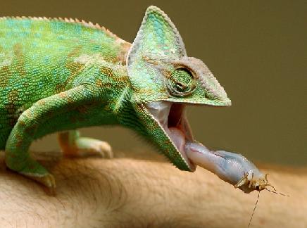 Lingual Feeding: Chameleons Launch the tongue at extremely high speeds You can see