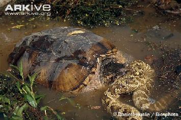 (crocodiles, turtles, snakes) Example: Snapping turtles