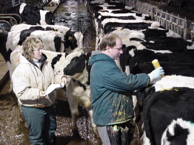 Management Challenge Heifers do not have routine disruptions like milking that cluster estrus behavior 2X daily
