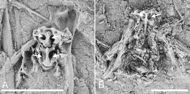 4 G M [Auk, Vol. 122 characterized by: (1) one of caudalmost cervical vertebrae and (2) cranialmost synsacral vertebra with deep lateral excavations (Fig.