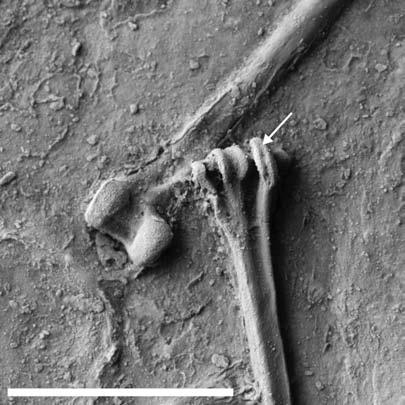 October 2005] Tiny Oligocene Barbet-like Bird 5 F. 5. Rupelramphastoides knopfi, gen. et sp. nov. Distal ends of left tibiotarsus and tarsometatarsus (SMF Av 500a).