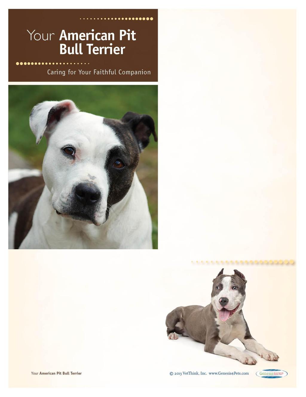 American Pit Bull Terriers: What a Unique Breed! Your dog is special! She's your best friend, companion, and a source of unconditional love.