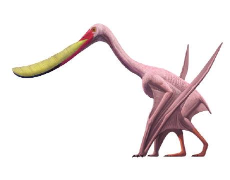 Then the pterosaur may have used its large, rounded back teeth like a nutcracker. It crushed open the clams to get the meat inside.