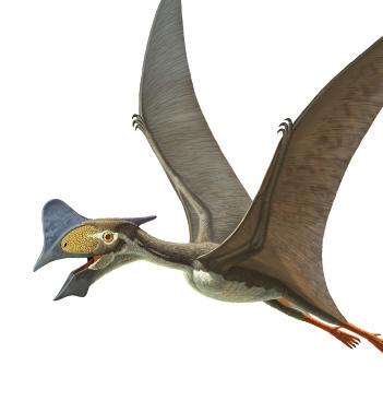 This pterosaur might have helped Cretaceous plants reproduce by spreading fruit seeds in its droppings. AMNH/C.