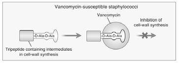 Monobactams (aztreonam) Vancomycin Inhibit protein synthesis Chloramphenicol Tetracyclines Glycylcycline (tigecycline( tigecycline) Macrolides