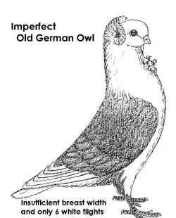 Just as he did in the Netherlands for the Old Dutch Farmer's Owl/Turbit, C.A.M. Spruijt was in the forefront, singly warning us that the Old German Owl should not be lost.