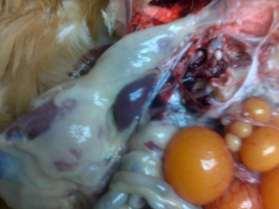 Webinar 4 Notes Post-Mortem Guide 1. Examine the bird for any external injuries including vent pecking 2. Check for ectoparasites especially under the wing and around the vent 3.