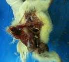 Common problems of newly hatched chicks The two most common problems of newly hatched chicks are starve-outs and yolk sac infections. Yolk sac infections are caused by bacteria (usually E.