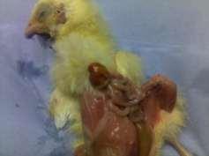 An inflamed infected yolk sac of a chick with yolk sac infection Aspergillus (Brooder Pneumonia) Brooder pneumonia is a re-emerging disease caused Aspergillus fumigatus.