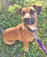 I m a super-sweet, 2-year-old Pit Bull mix girl with a fun personality. I am currently being treated for heartworms but I am hoping to be cleared for adoption soon.