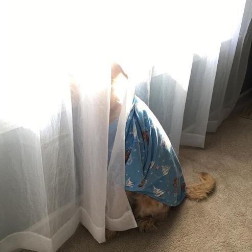 8. Play Hide n Seek It s a great way to spend an afternoon, but also keeps your dog s scent tracking skills intact.