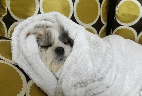 9. Have a spa day We re not the only ones who like to be pampered! Dogs build up a lot of tension and can use a great spa day.