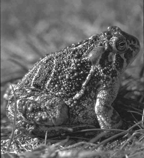 INTRODUCTION The Great Plains toad (Fig. 1) is a widely distributed and, in some areas, common species throughout its extensive range in the United States and northern Mexico.