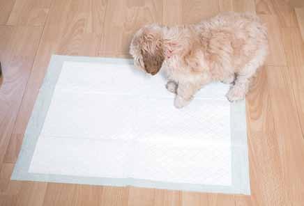 Establishing a routine Puppy pads can help with house-training, encouraging the puppy to relieve