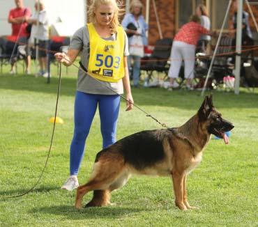 HANDLING the GSD Handling the GSD in the Specialty Ring As the 2018 national approaches, we asked Kylie Zimmerle, one of our most experienced and best handlers in Australia to provide some insight