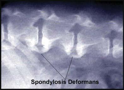 deformans Diagnosis is made through X-rays, management is through physiotherapy, gentle regular exercise, anti-inflammatory pain killers and soft bedding, particularly in the winter months.