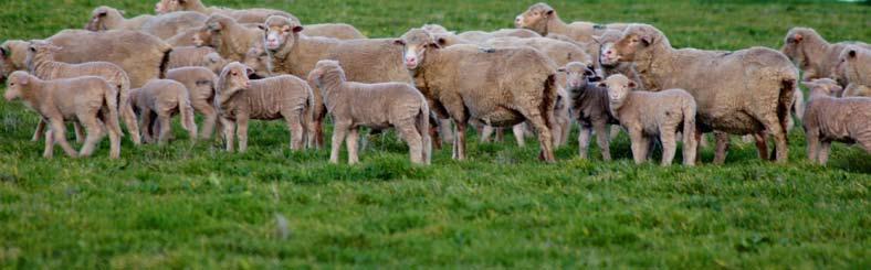 The ability of the Merino to sustain and produce on dry country makes for a bright future. The sheep and livestock industry has kept many of us in business over the past dry seasons.