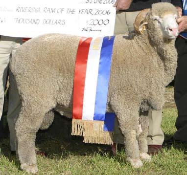 Senior judge Ross McGauchie from Terrick West in Victoria said Pooginook Balance is an outstanding ram and very correct. Balance is an uncomplicated pure wool ram on a rectangular structure.