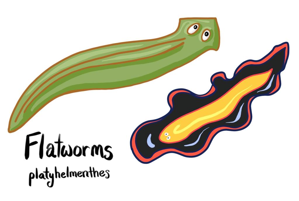 Flatworms (Phylum Platyhelminthes) like planaria and tapeworms, are animals with flat bodies that have a defined tail and head.