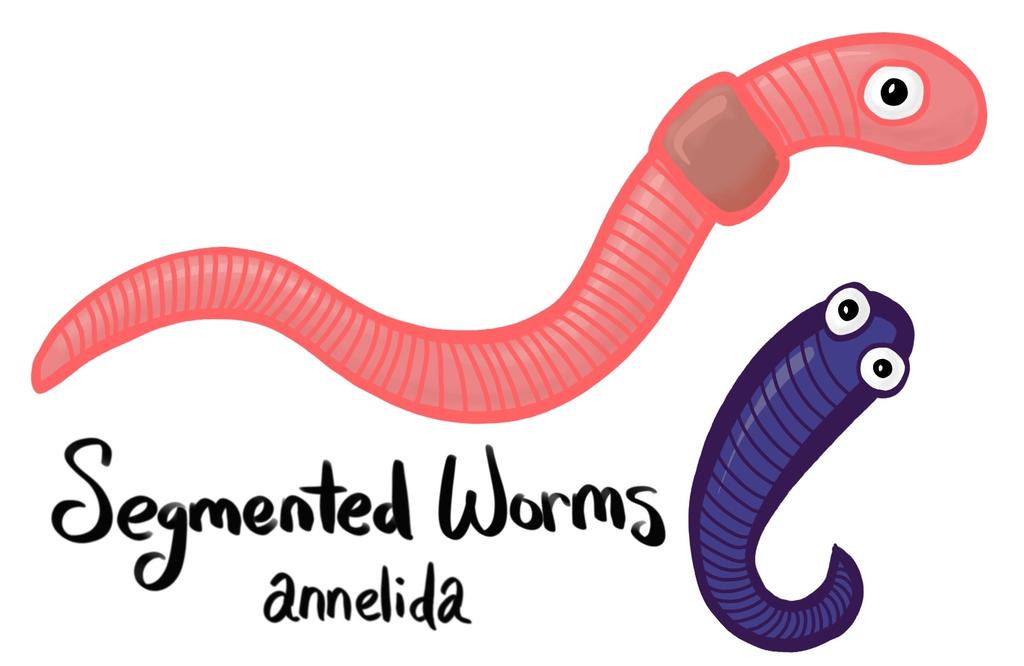 Segmented worms (Phylum Annelida) like the earthworm, leech, and polychaete have bodies that are divided into little segments like rings