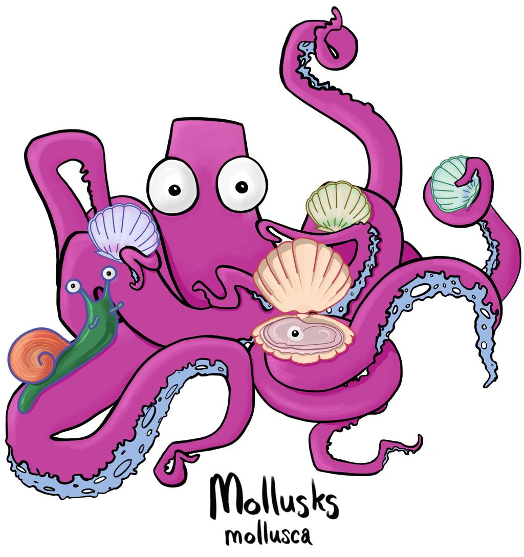 Mollusks (Phylum Mollusca) include clams, oysters, snails, and octopi.