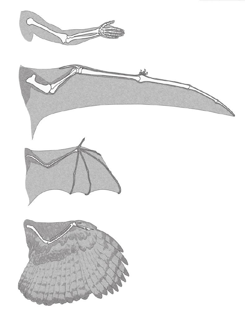 Rather, they flapped their wings to generate lift, and could travel by air over long distances. Pterosaurs had hollow bones and long forelimbs.