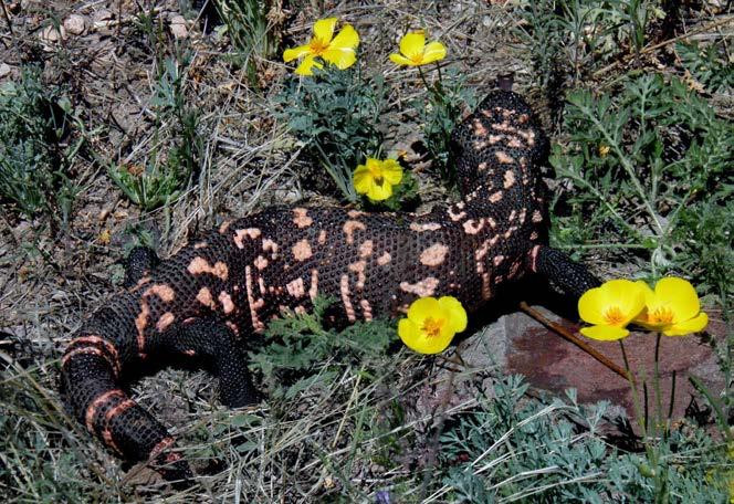 Figure 4. Gila Monster (Heloderma suspectum) from Rancho los Ojos. March 2017. Photos by Ana L. Reina-G. in southeastern Arizona at least since the early Pleistocene (2.4-2.7 mya; Mead et al. 2015).