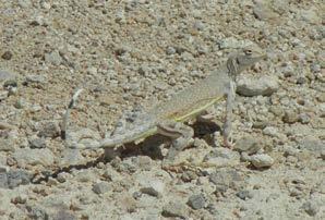 March to July). Here I provide photo documentation of the various reptiles I encountered during my survey.