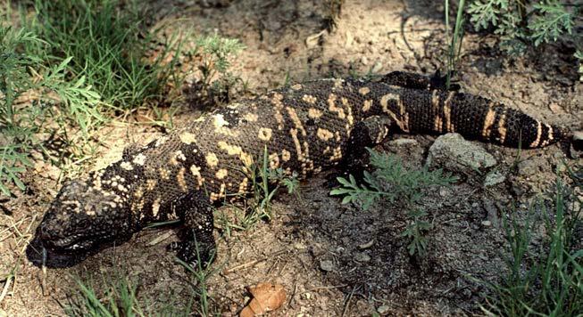EXPLORATION The Gila Monsters (Heloderma suspectum) of Cajón Bonito and the southern Four Corners Area Thomas R. Van Devender, GreaterGood, Inc., 6262 N.