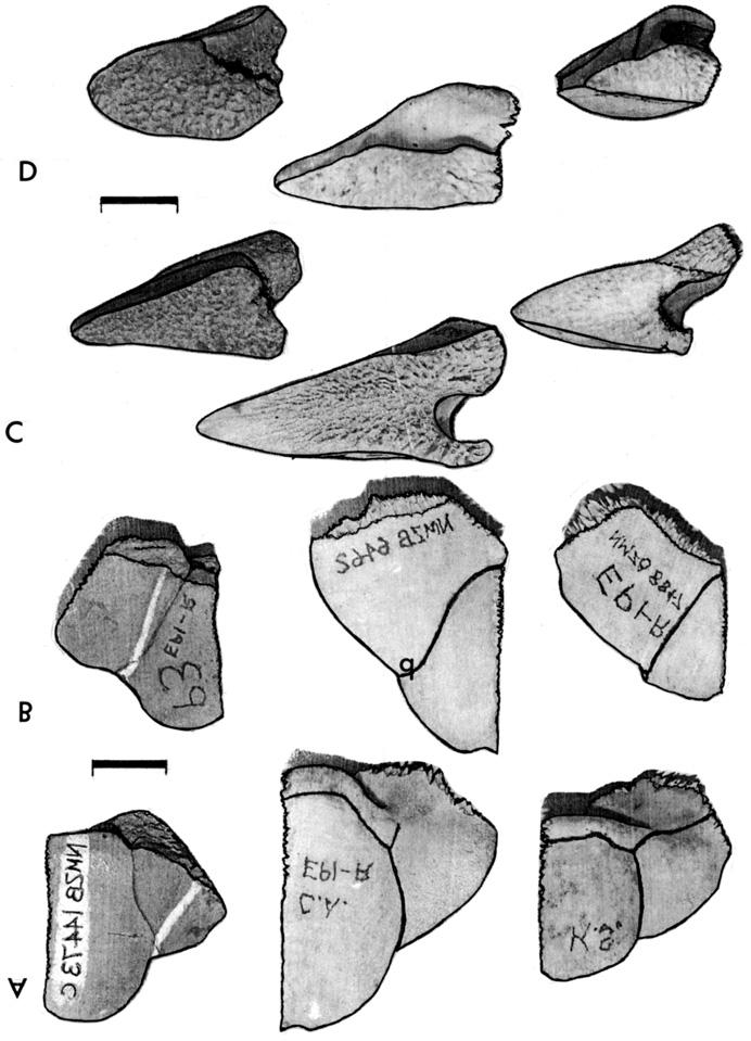 Figure 2. Right epiplastron of, from left to right: (?) Kinixys spekii NMZB 14473C; Chersina angulata NMZB 6492; Kinixys spekii NMZB 8847.