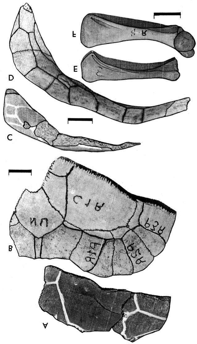 ) Kinixys spekii, NMZB 14473A+B: A, dorsal and C, anterior views of right peripherals 2 + 3 and right costal 1; E, dorsal view of right humerus to show ectepicondylar fossa (note white spot in the
