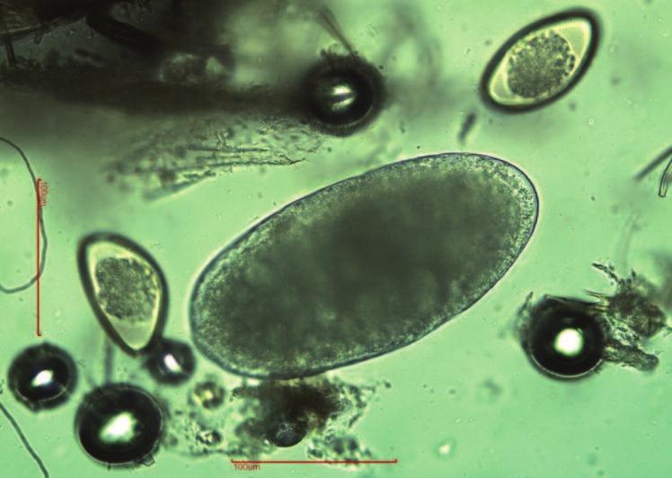 Mesostigmata (Acari) egg from Eublepharis macularius Trematoda eggs were detected in