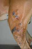 DEEP PYODERMA Therapeutic approach Therapeutic approach for deep pyoderma and for superficial pyoderma that is unresponsive to treatment.