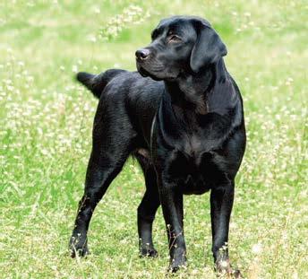 200 All About Dogs Correction caption for black dog (Lab not Flat Coat) at top of page 17: