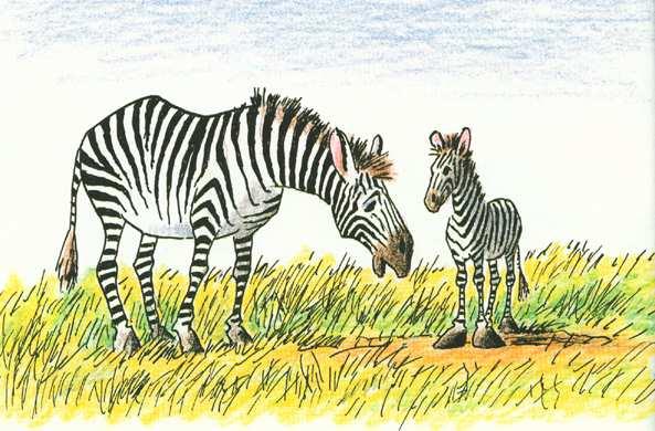 Zella s new zebra, as it turned out, was a gawky, long-legged male, Who seemed to be about perfect from the tip of his nose to his