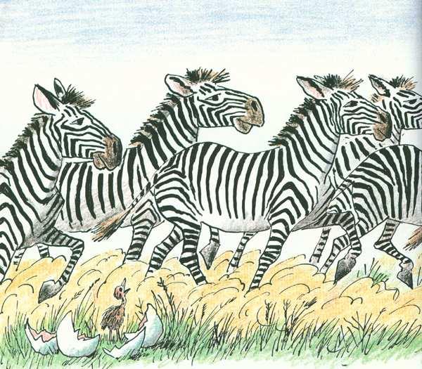 It was the thundering hoofbeats of an enormous zebra herd That came galloping past by the