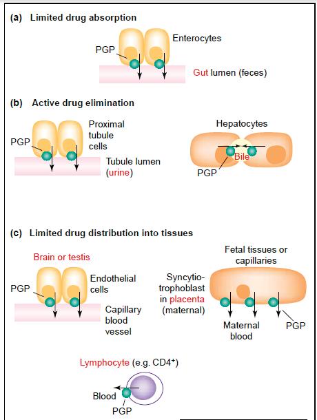 Figure 1.2: P-glycoprotein expression and function in various tissues (Fromm, 2004). P-gp functions as an ATP-dependent efflux transporter, which pumps its substrates out of cells.