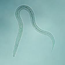 Hookworm: Symptoms Roundworms Cause tissue