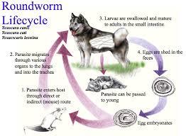 s milk Roundworm: Life cycle Roundworm: