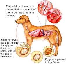 develop in egg Animal ingests egg Emerge in