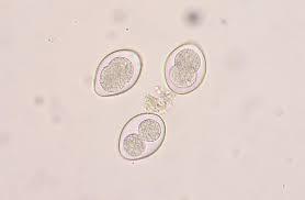 egg cases and released in stool Isospora canis Protozoa Age related