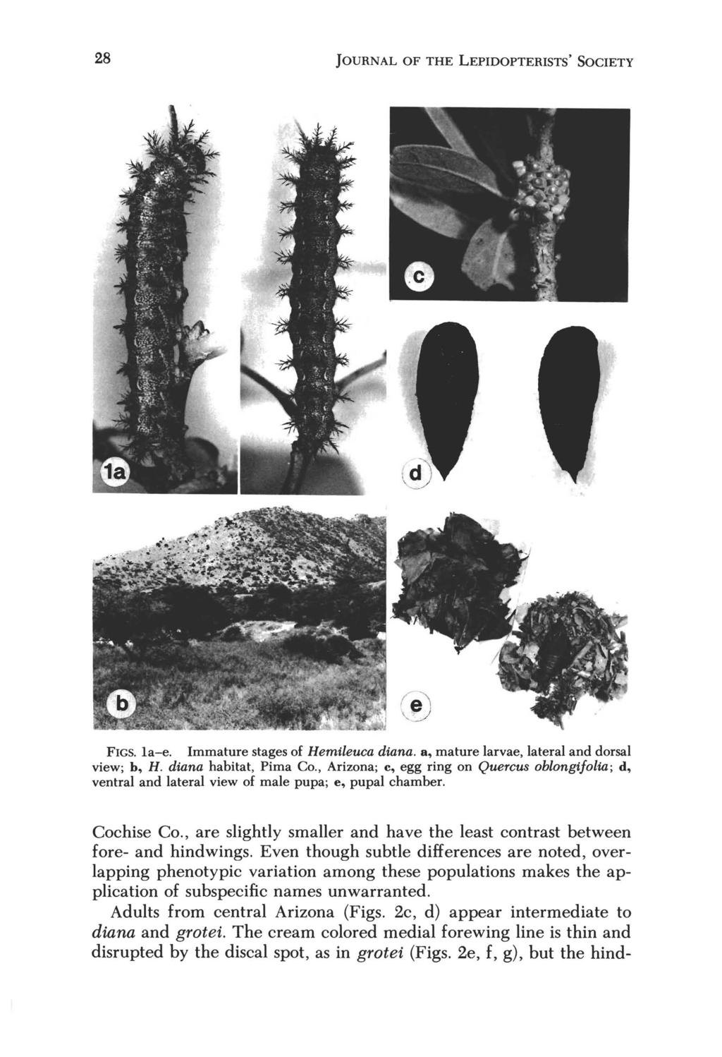 28 JOURNAL OF THE LEPIDOPTERISTS' SOCIETY FIGS. la-e. Immature stages of Hemileuca diana. a, mature larvae, lateral and dorsal view; b, H. diana habitat, Pima Co.