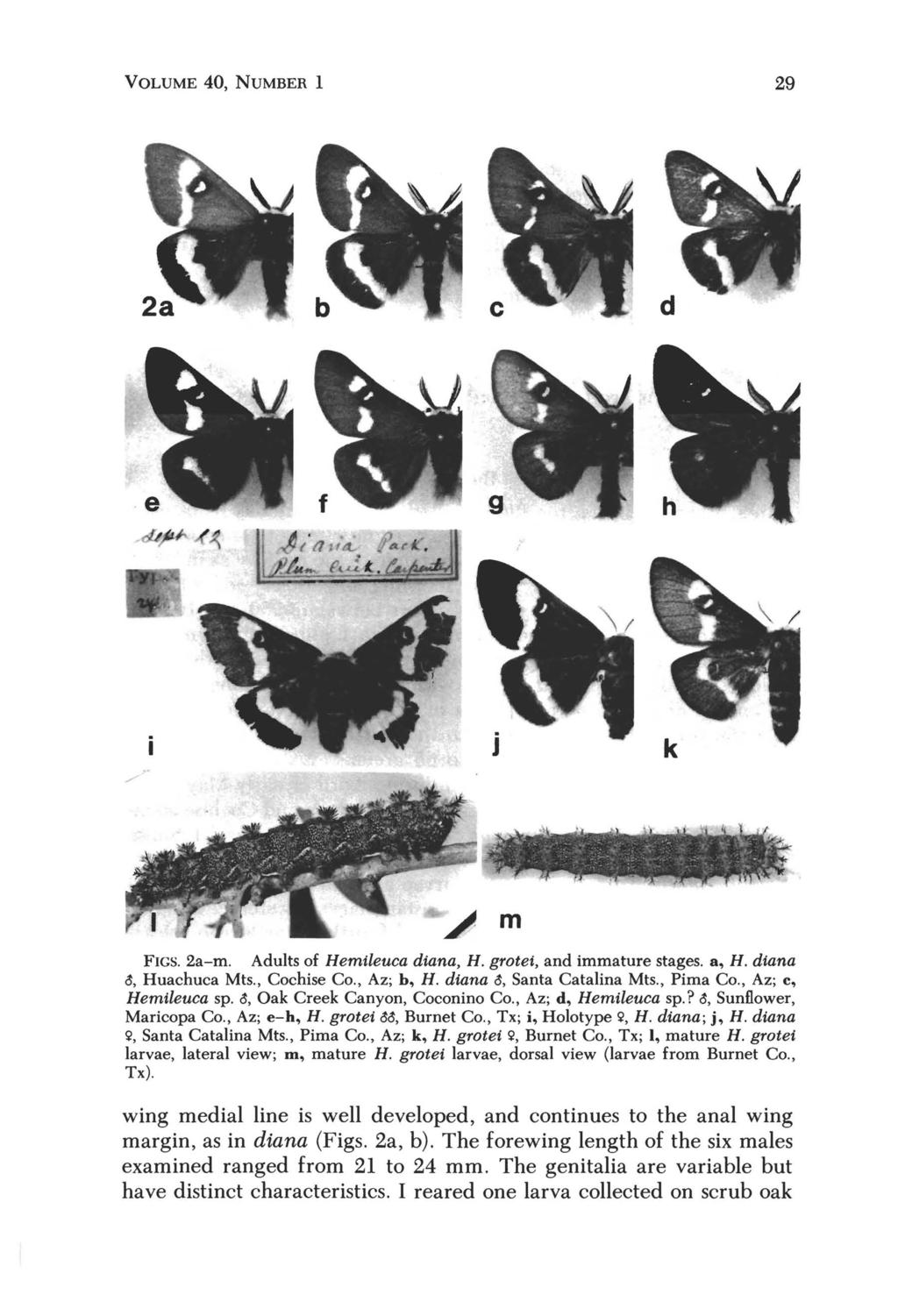 VOLUME 40, NUMBER 1 29 FIGS. 2a-m. Adults of Hemileuca diana, H. grotei, and immature stages. a, H. diana ~, Huachuca Mts., Cochise Co., Az; b, H. diana ~, Santa Catalina Mts., Pima Co.