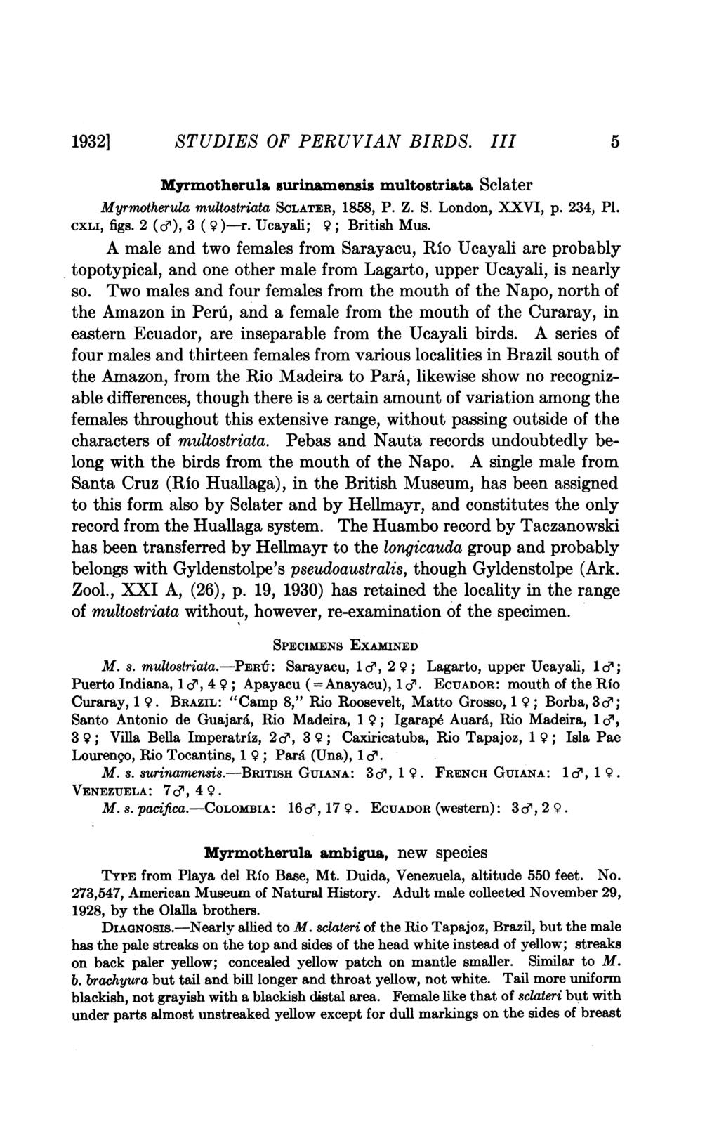 1932] STUDIES OF PERUVIAN BIRDS. III 5 Myrmotherula surinamensis multostriata Sclater Myrmotherula multostriata SCLATER, 1858, P. Z. S. London, XXVI, p. 234, P1. CXLI, figs. 2 (e), 3 (9 )-r.