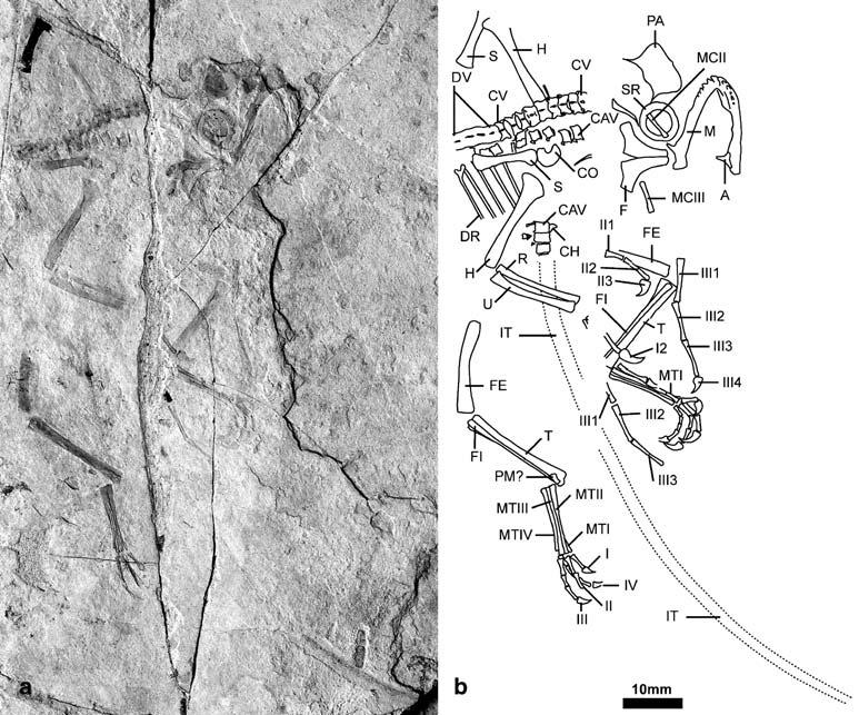 395 Fig. 1a, b Epidendrosaurus ningchengensis gen. et sp. nov. (IVPP V12653). Bone imprints were preserved in the main slab and its counterpart. The skeletal elements are partially disarticulated.
