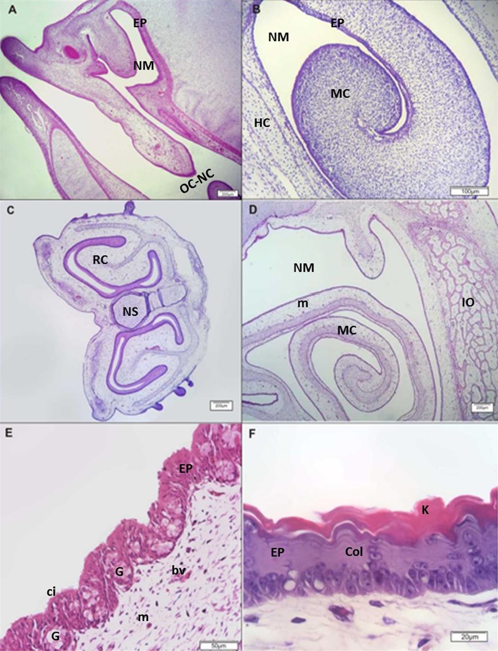 Morphogenesis of the rhea (Rhea americana) respiratory system in different embryonic and foetal stages 157 Fig.2. Nasal cavity of Rhea americana during foetal development at different ages.