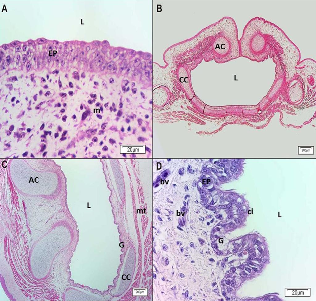 158 Renata P. Sousa et al. Fig.3. The larynx of Rhea americana foetuses at different ages of development. (A-D) Larynx at 18, 21, 30 and 31 days respectively.