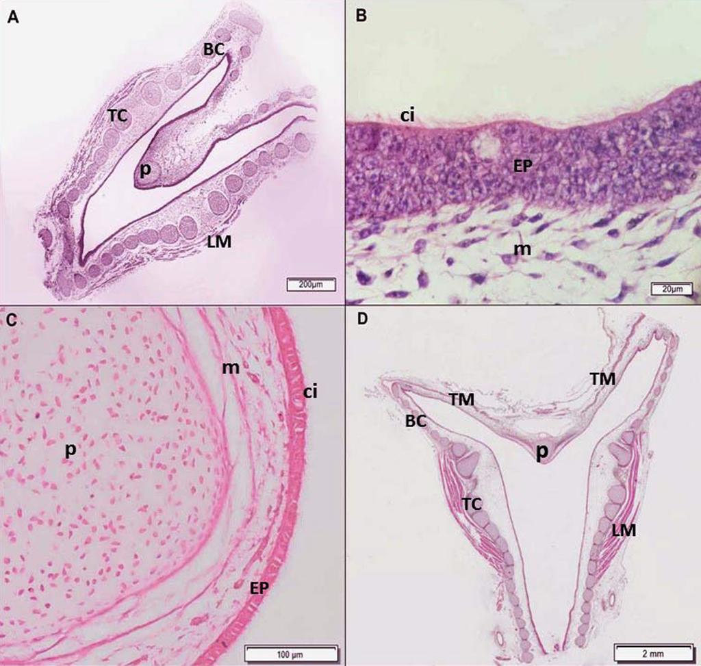160 Renata P. Sousa et al. respiratory epithelium consisting of pseudostratified ciliated to goblet cells.
