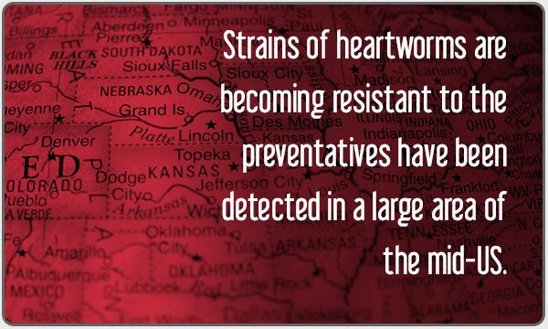 The Resistance Continued products can effectively repel and kill mosquitoes and, thus, block the transmission of heartworm organisms from mosquitoes to pets and from pets to mosquitoes.